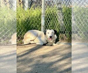 Border Collie-Unknown Mix Dogs for adoption in Santa Maria, CA, USA