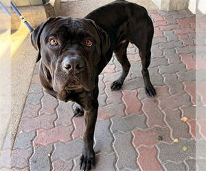 Mutt Dogs for adoption in Rancho Cucamonga, CA, USA