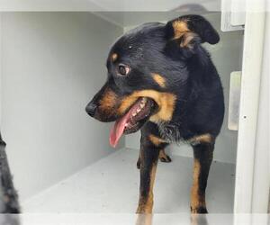 Labrottie Dogs for adoption in Houston, TX, USA