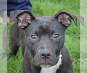 American Bulldog-American Staffordshire Terrier Mix Dogs for adoption in Huntley, IL, USA