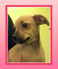 Medium Photo #1 Mutt Puppy For Sale in Healdsburg, CA, USA