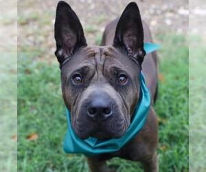 Chinese Shar-Pei-Unknown Mix Dogs for adoption in San Antonio, TX, USA