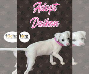 Jack Russell Terrier-Poodle (Toy) Mix Dogs for adoption in Menifee, CA, USA