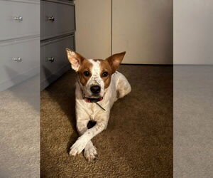 Mutt Dogs for adoption in Polson, MT, USA