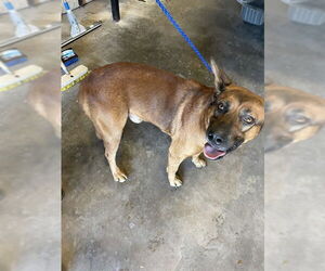 German Shepherd Dog-Unknown Mix Dogs for adoption in Waco, TX, USA