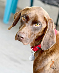 Lab-Pointer Dogs for adoption in Roanoke, VA, USA