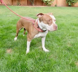 Mutt Dogs for adoption in Seattle, WA, USA