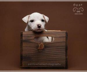American Pit Bull Terrier Dogs for adoption in Coppell, TX, USA