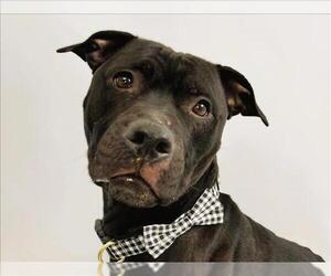 American Pit Bull Terrier-Unknown Mix Dogs for adoption in Fort Collins, CO, USA