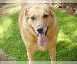Golden Retriever-Unknown Mix Dogs for adoption in Tallahassee, FL, USA