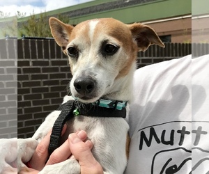 Rat Terrier Dogs for adoption in Fairfax, VA, USA