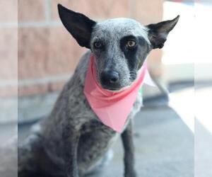 Mutt Dogs for adoption in San Antonio, TX, USA