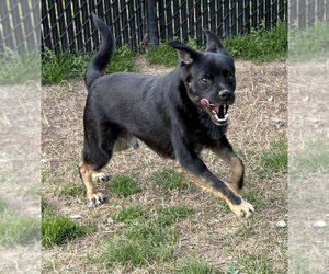 Jack-A-Bee Dogs for adoption in Evansville, IN, USA