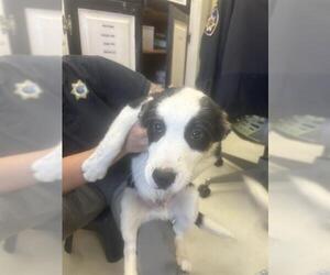 Border Collie-Unknown Mix Dogs for adoption in Santa Cruz, CA, USA