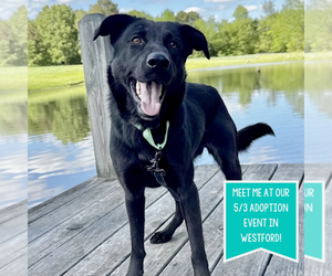 Labrador Retriever-Unknown Mix Dogs for adoption in Boston, MA, USA
