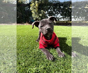 Mutt Dogs for adoption in Mount Pleasant, SC, USA