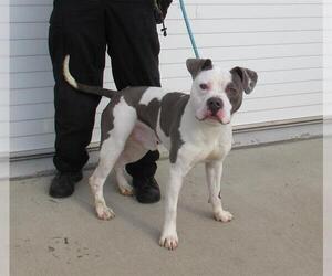 American Bulldog-Unknown Mix Dogs for adoption in Louisville, KY, USA