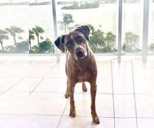 Catahoula Leopard Dog Dogs for adoption in Fort Lauderdale, FL, USA