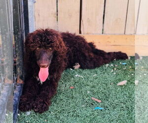 Poodle (Standard) Dogs for adoption in New Orleans, LA, USA