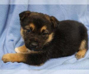 Mutt Dogs for adoption in Thief River Falls, MN, USA