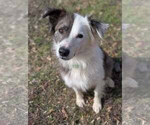 Australian Shepherd-Unknown Mix Dogs for adoption in Greenville, SC, USA