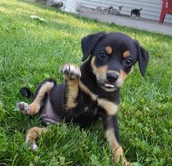 Meagle Dogs for adoption in Alton, IL, USA