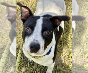 American Staffordshire Terrier Dogs for adoption in Fort Lauderdale, FL, USA