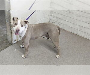 American Pit Bull Terrier Dogs for adoption in San Bernardino, CA, USA