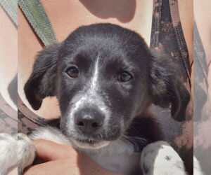 Border Collie-Unknown Mix Dogs for adoption in Huntley, IL, USA