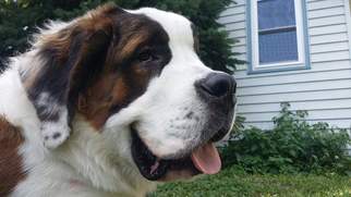 Saint Bernard Dogs for adoption in Chaska, MN, USA