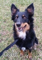 Australian Shepherd Dogs for adoption in Tremont, IL, USA