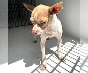Chihuahua Dogs for adoption in Houston, TX, USA