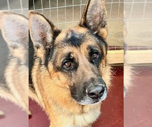 German Shepherd Dog-Unknown Mix Dogs for adoption in Webster, WI, USA