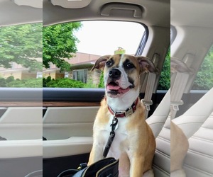 Bulldog-Unknown Mix Dogs for adoption in Princeton, MN, USA