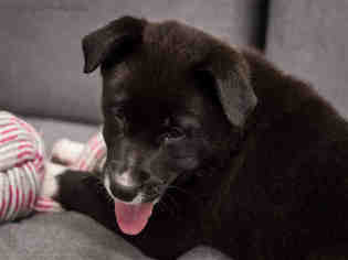 Medium Photo #1 Borador Puppy For Sale in Grasswood, Saskatchewan, Canada