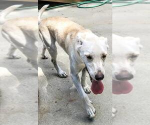 Labrador Retriever-Unknown Mix Dogs for adoption in Baileyton, AL, USA