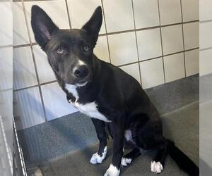 - Mix Dogs for adoption in San Antonio, TX, USA