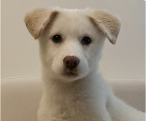 Mutt Dogs for adoption in San Ramon, CA, USA