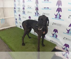 Great Dane Dogs for adoption in Orlando, FL, USA