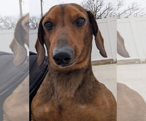 Dachshund Dogs for adoption in Shelbyville, TN, USA