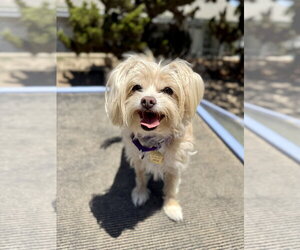 Mutt Dogs for adoption in Seal Beach, CA, USA