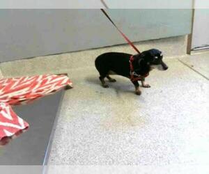 Dachshund Dogs for adoption in Tallahassee, FL, USA
