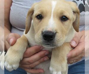 Boxador Dogs for adoption in Rockaway, NJ, USA