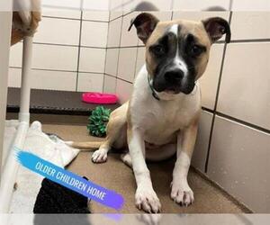 Bullboxer Pit Dogs for adoption in Fort Wayne, IN, USA