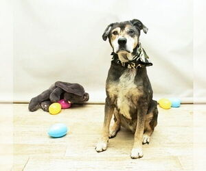 Mutt Dogs for adoption in Sanford, FL, USA