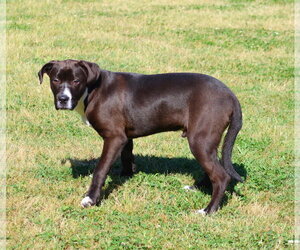 Pointer-Unknown Mix Dogs for adoption in Grovetown, GA, USA