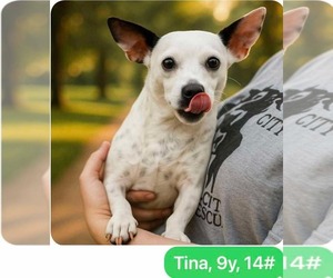 Jack Russell Terrier-Unknown Mix Dogs for adoption in Westwood, NJ, USA