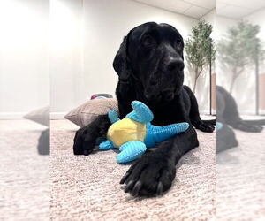 Labrador Retriever Dogs for adoption in Bellevue, WA, USA
