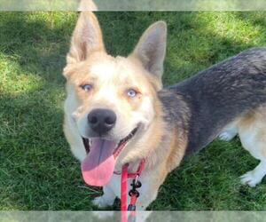 German Shepherd Dog-Unknown Mix Dogs for adoption in Martinez, CA, USA