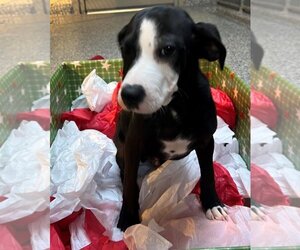Labrador Retriever Dogs for adoption in Brewster, MA, USA